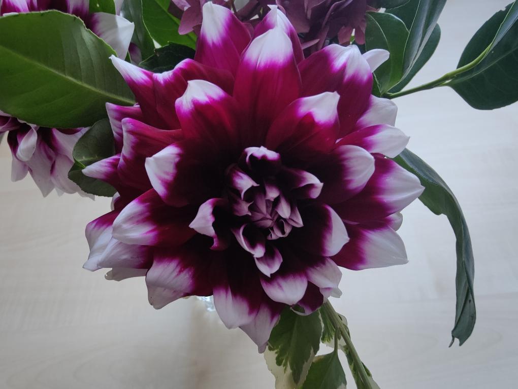 Dahlien2