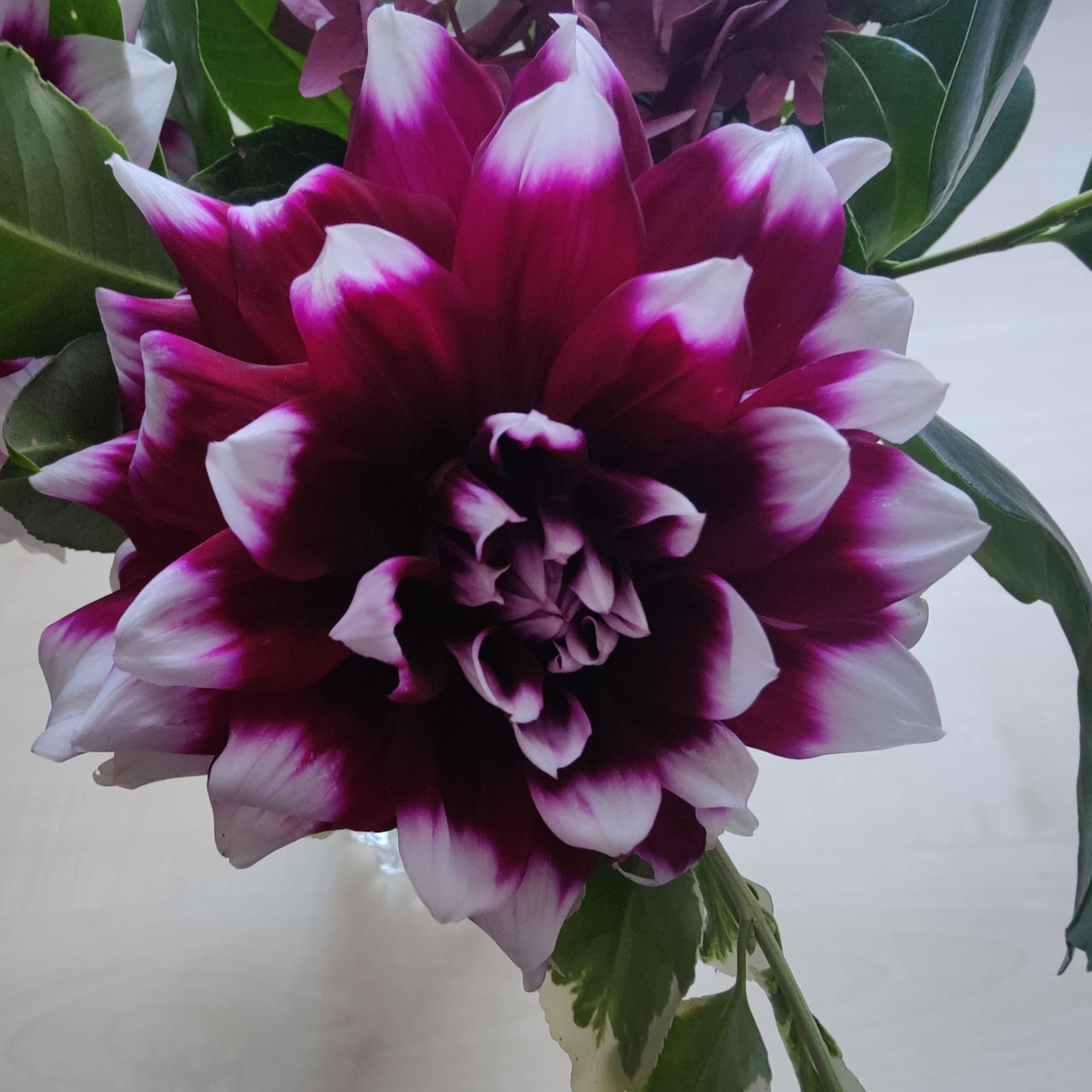 Dahlien2