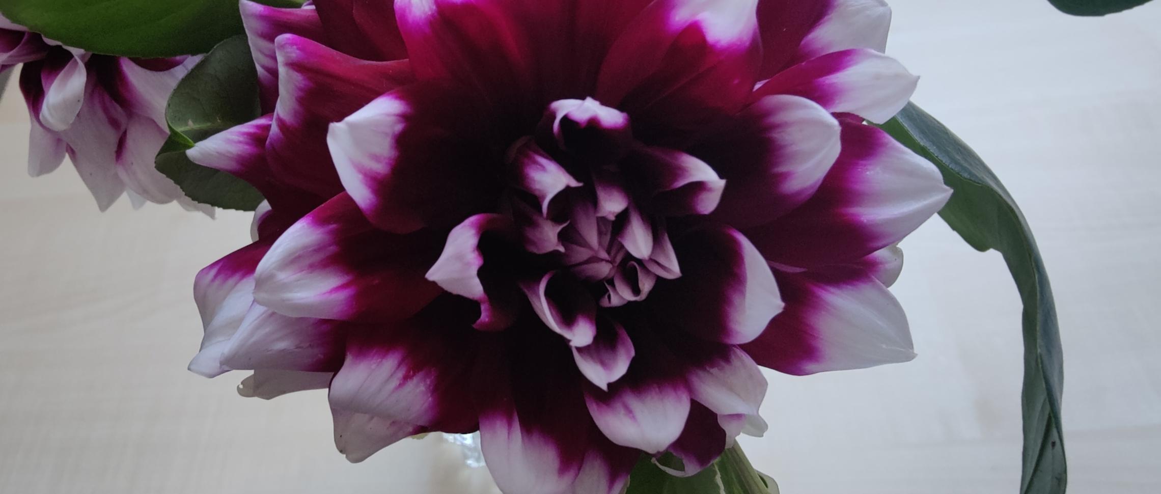 Dahlien2