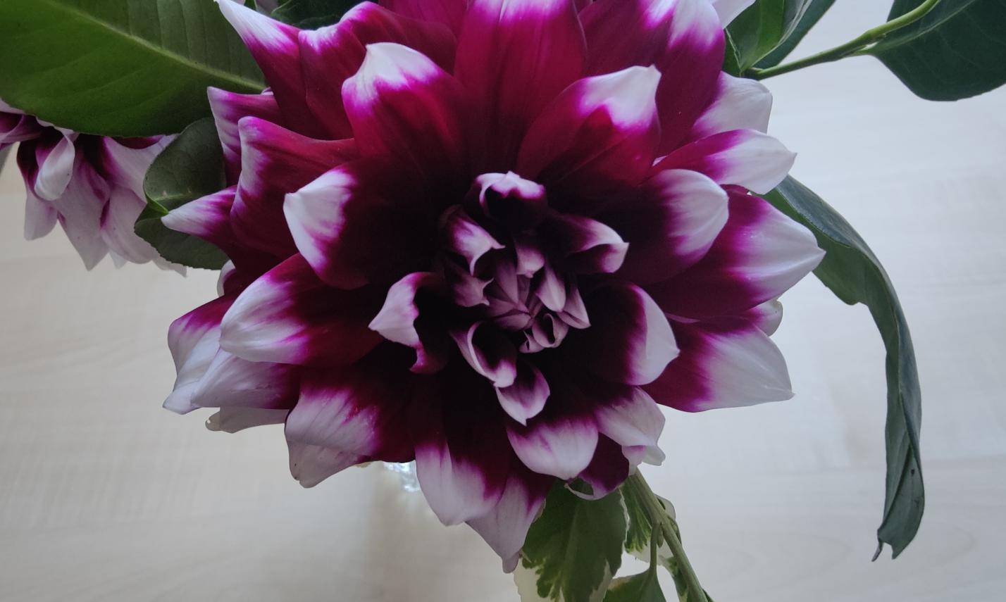 Dahlien2