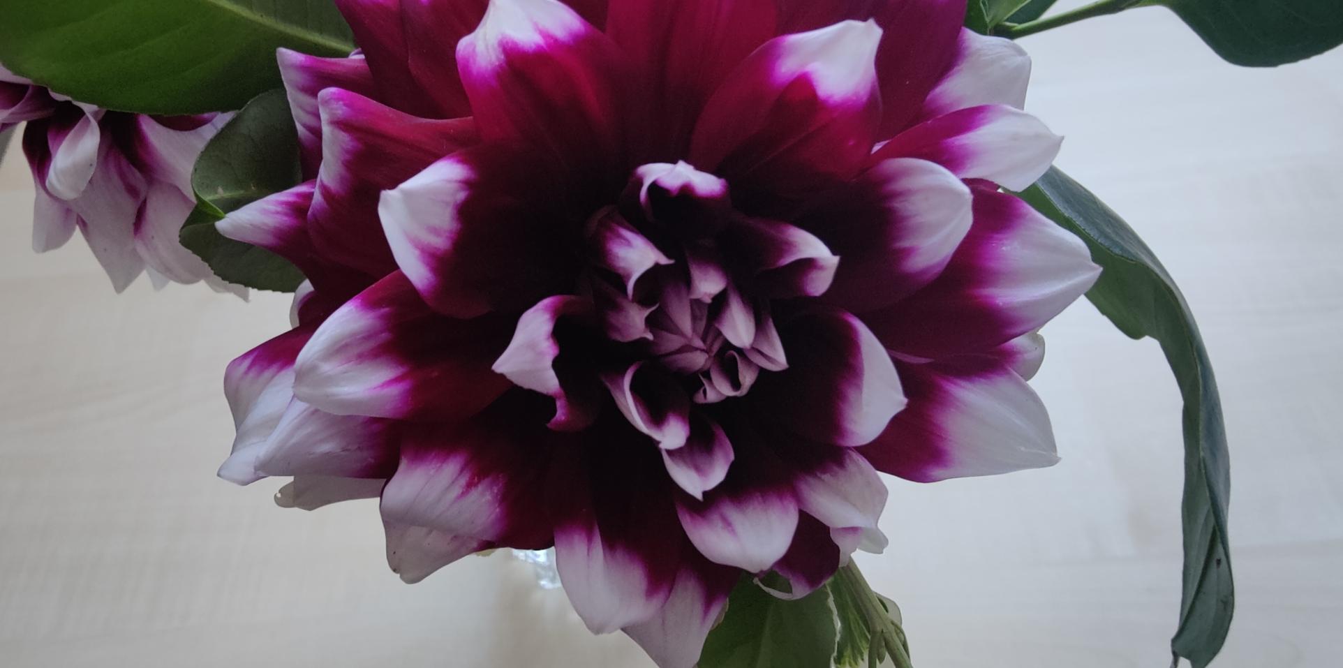 Dahlien2