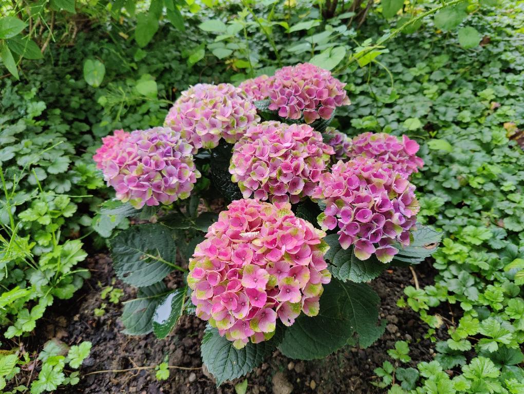 Pfarrhausgarten Juni 2024 1