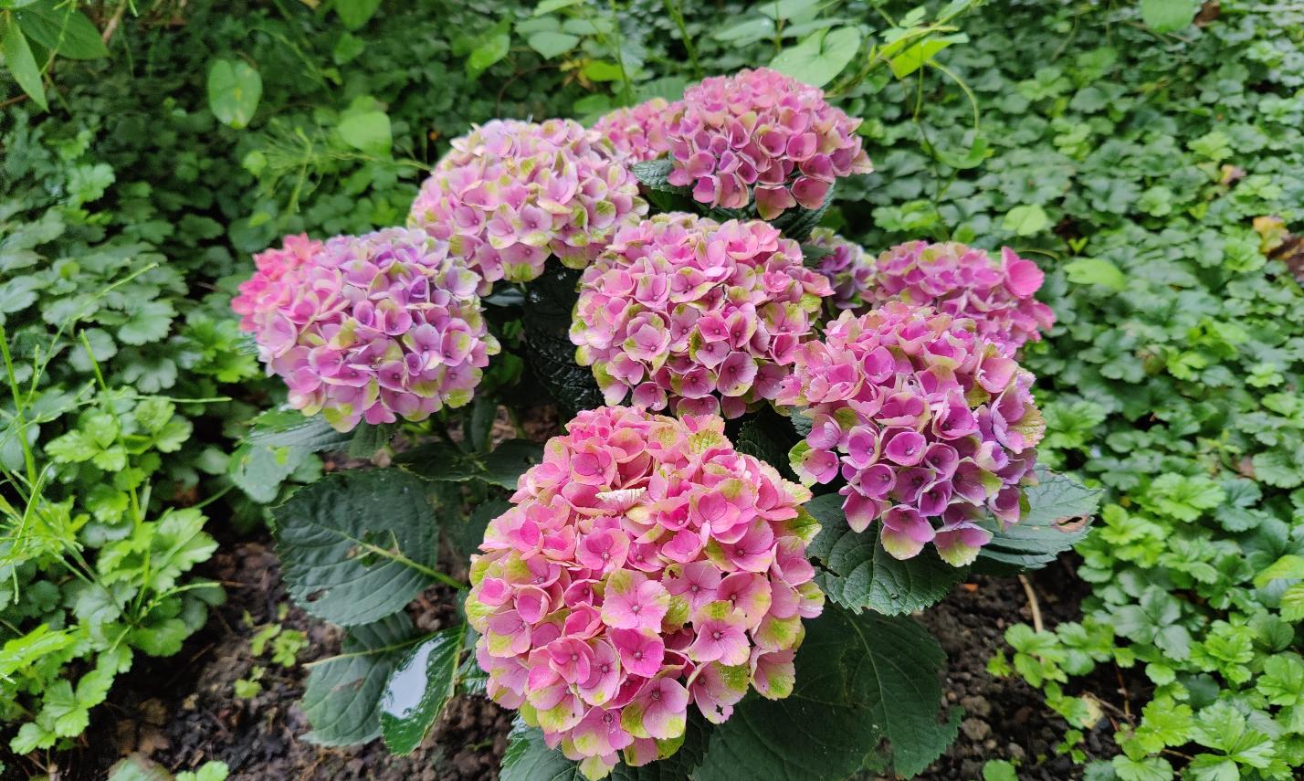 Pfarrhausgarten Juni 2024 1