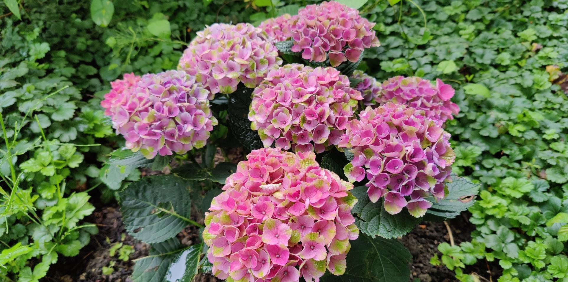 Pfarrhausgarten Juni 2024 1