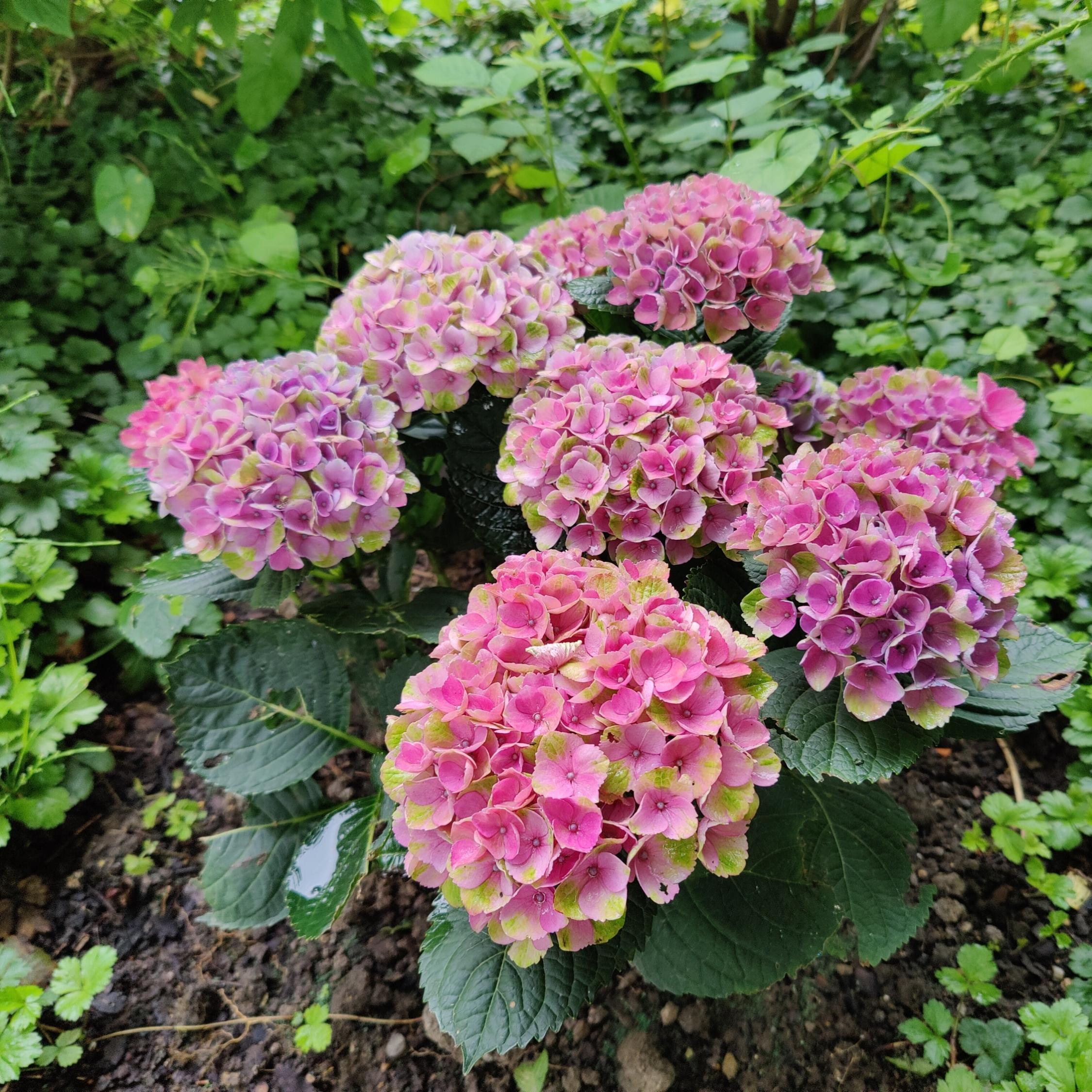 Pfarrhausgarten Juni 2024 1