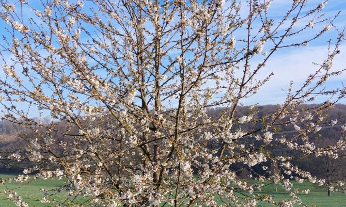 Frühling Bild 1