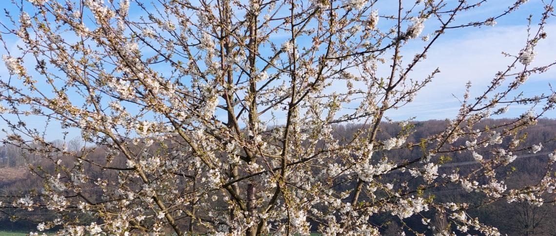Frühling Bild 1
