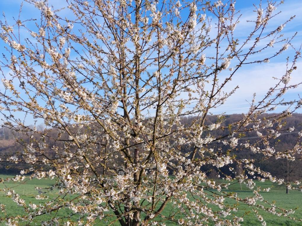 Frühling Bild 1