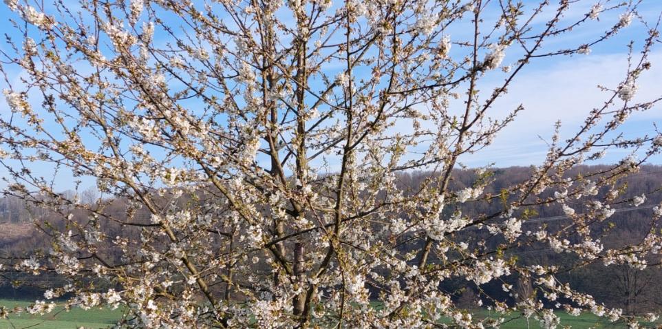 Frühling Bild 1
