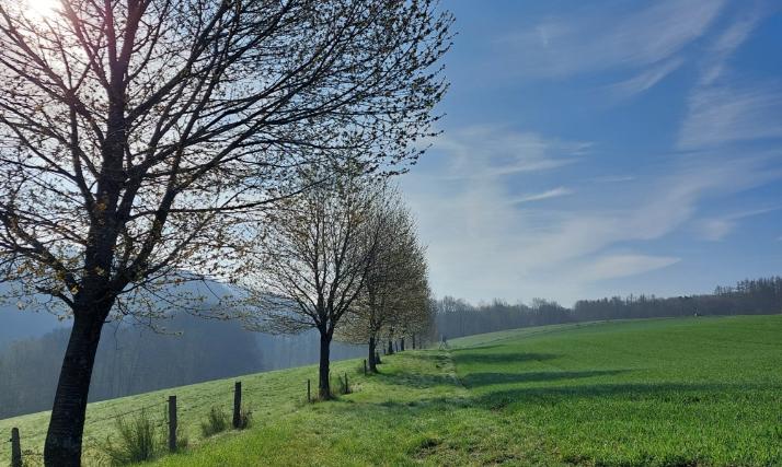 Frühling Bild 2