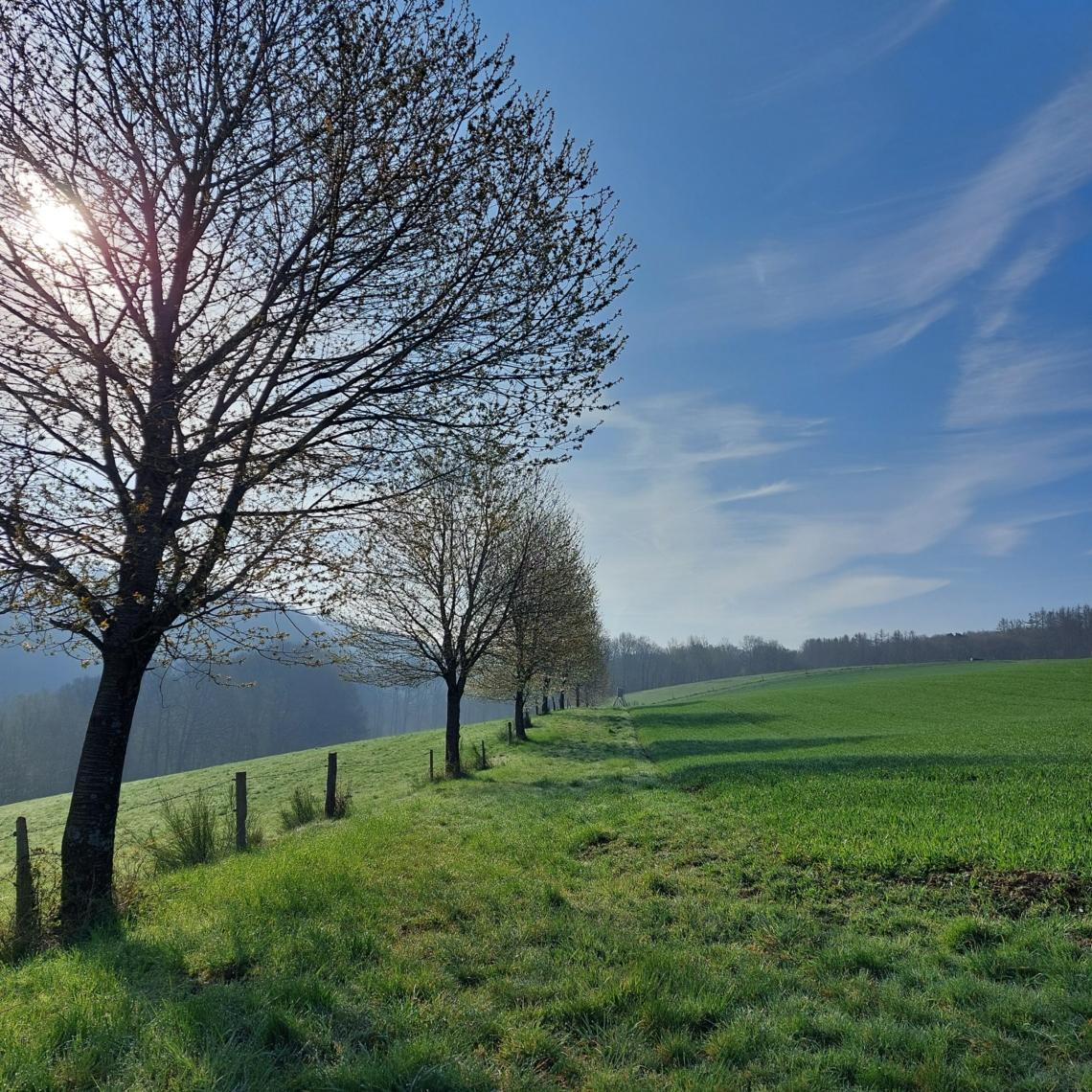 Frühling Bild 2