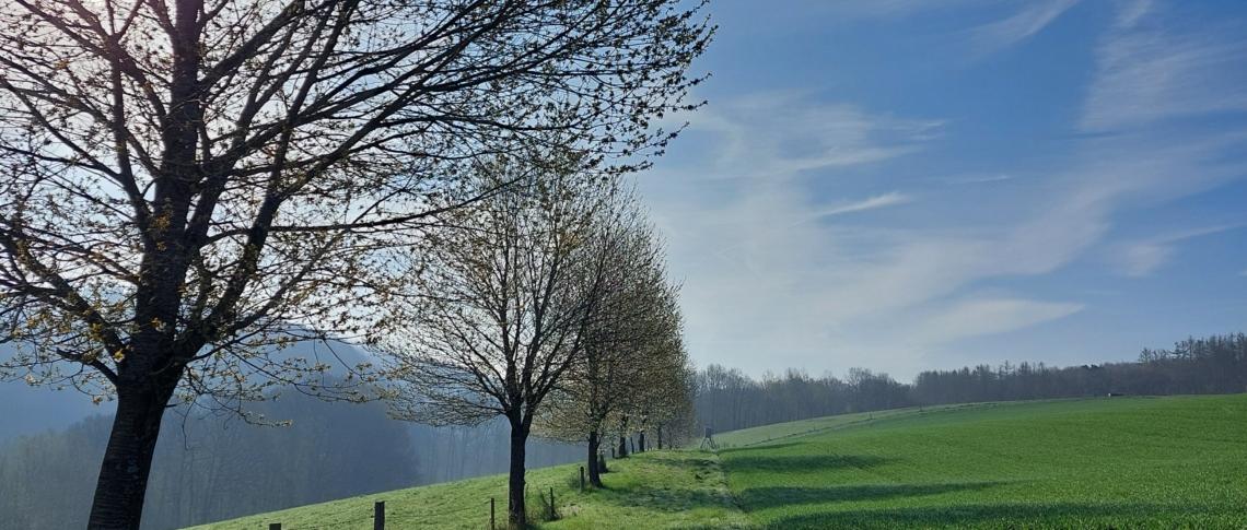 Frühling Bild 2