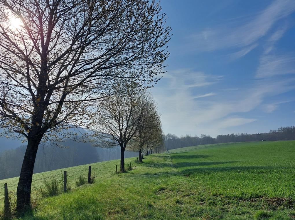 Frühling Bild 2