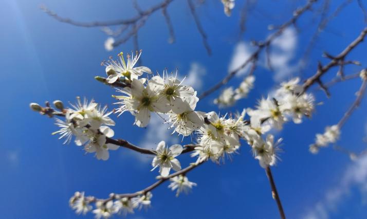 Frühling3