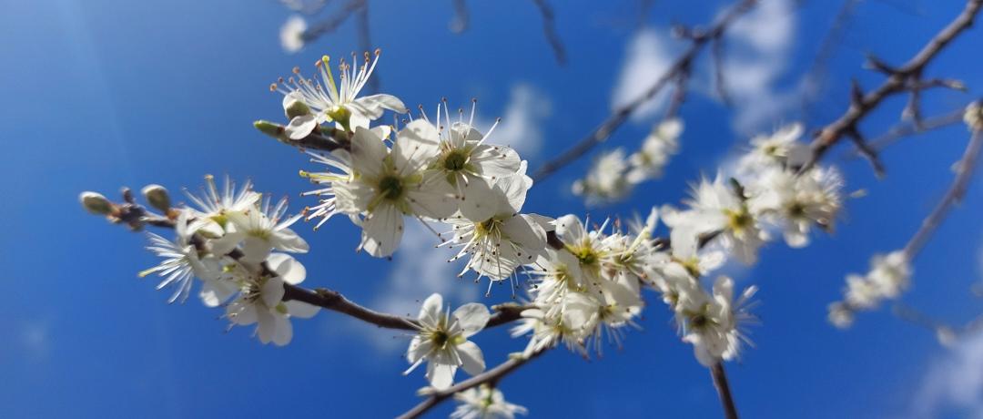 Frühling3