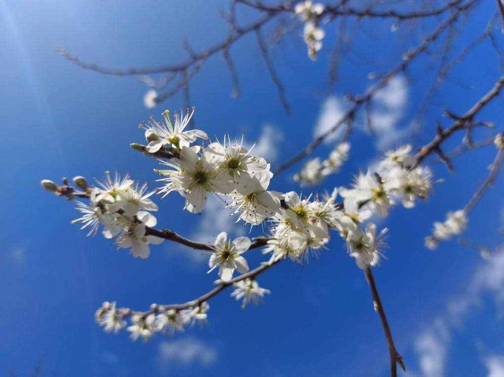 Frühling3