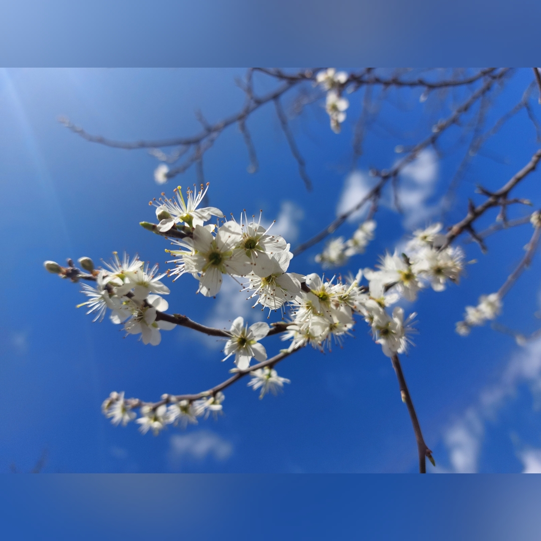 Frühling3