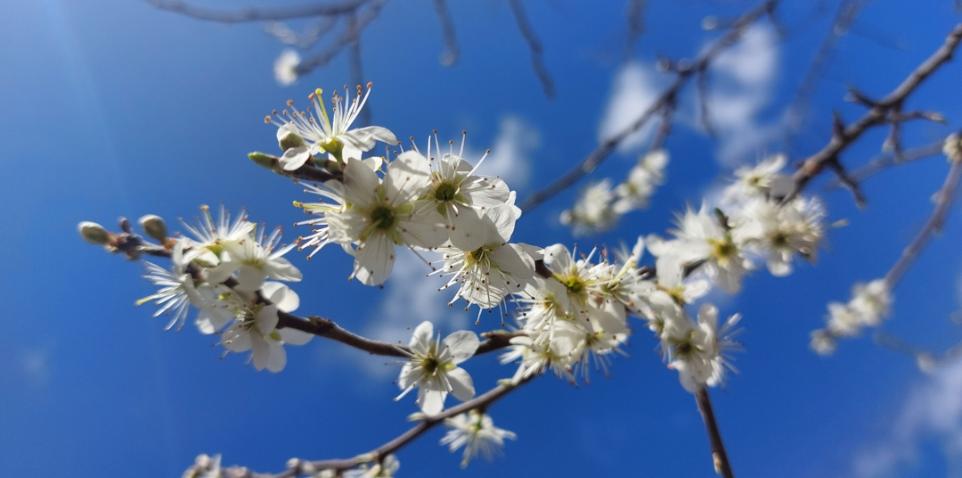 Frühling3