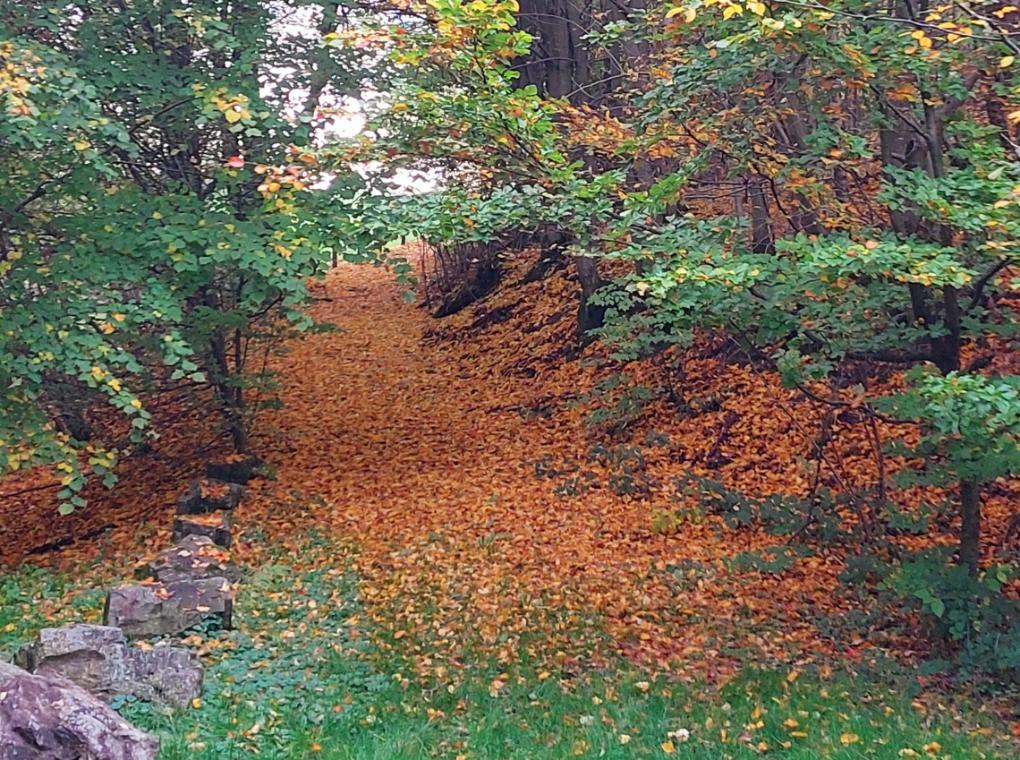Herbst N.HP