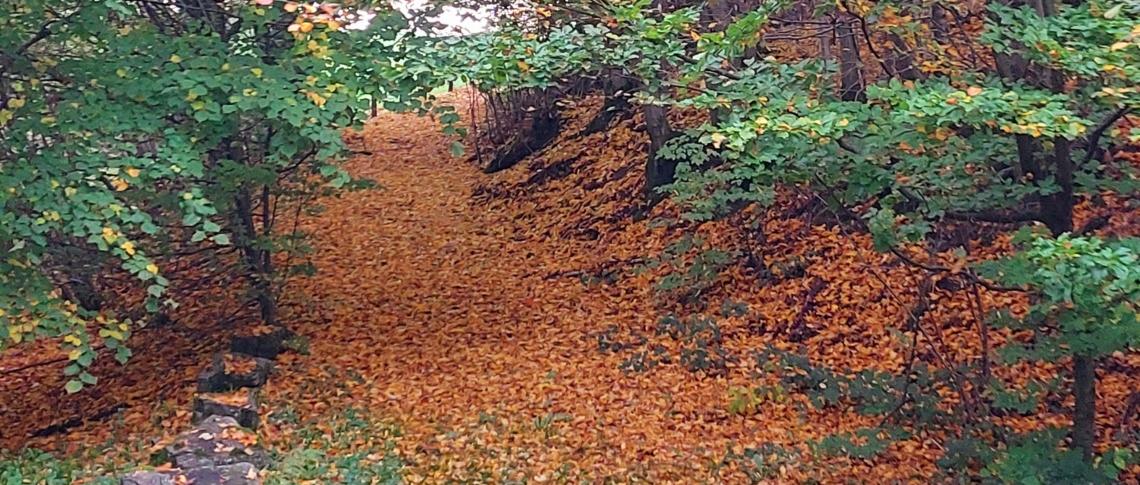 Herbst N.HP