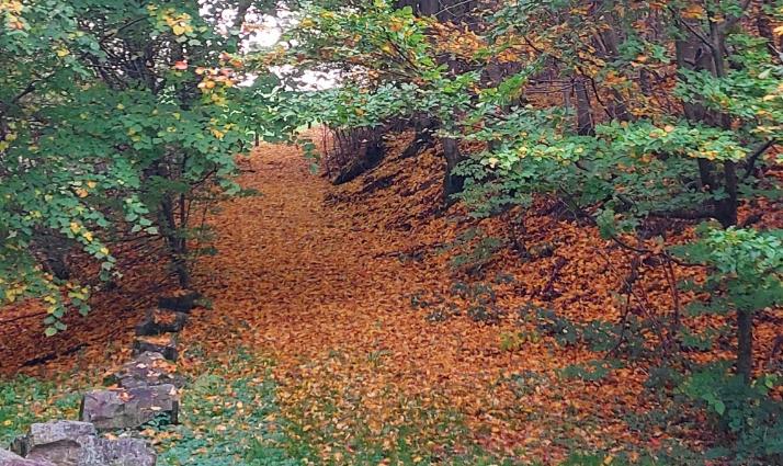 Herbst N.HP