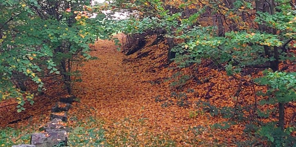 Herbst N.HP