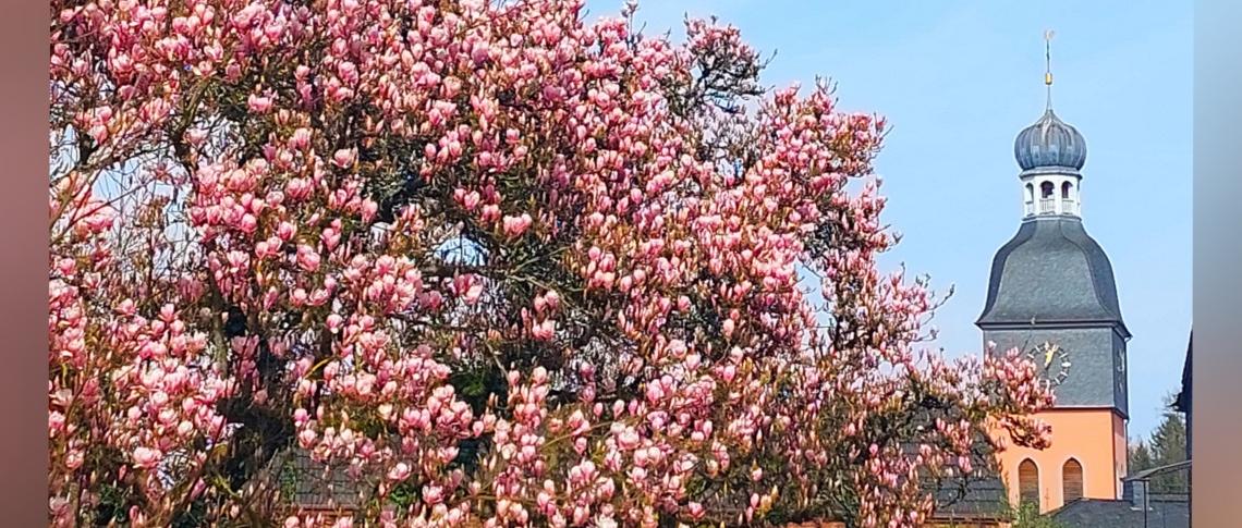 Kreuzerh Magnolien