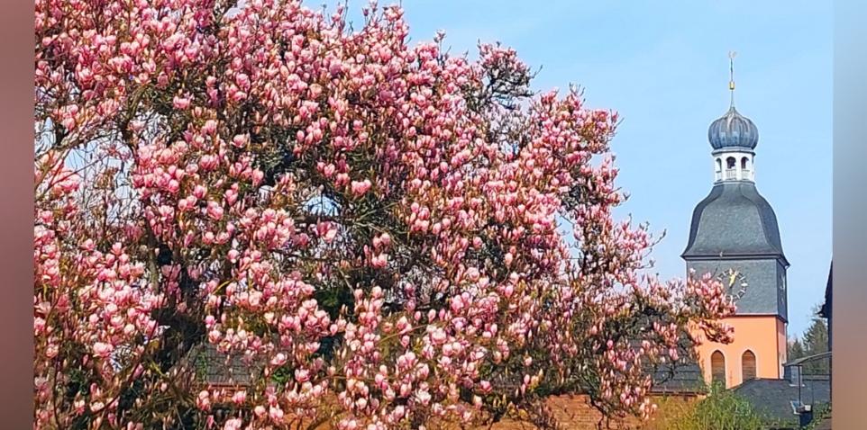 Kreuzerh Magnolien