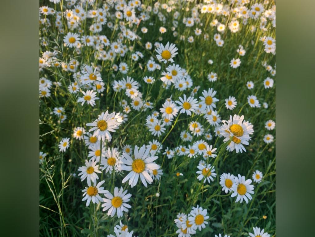 Margeriten