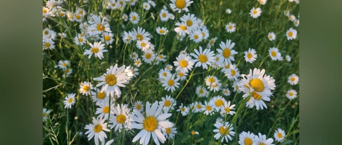 Margeriten