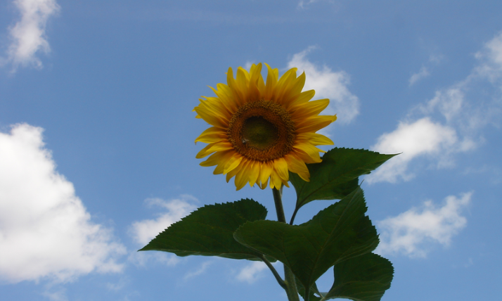 Sonnenblume