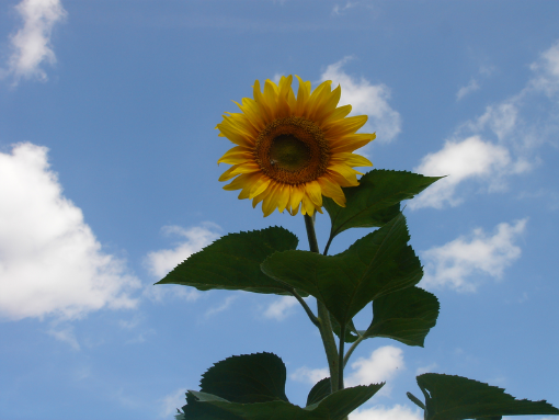 Sonnenblume