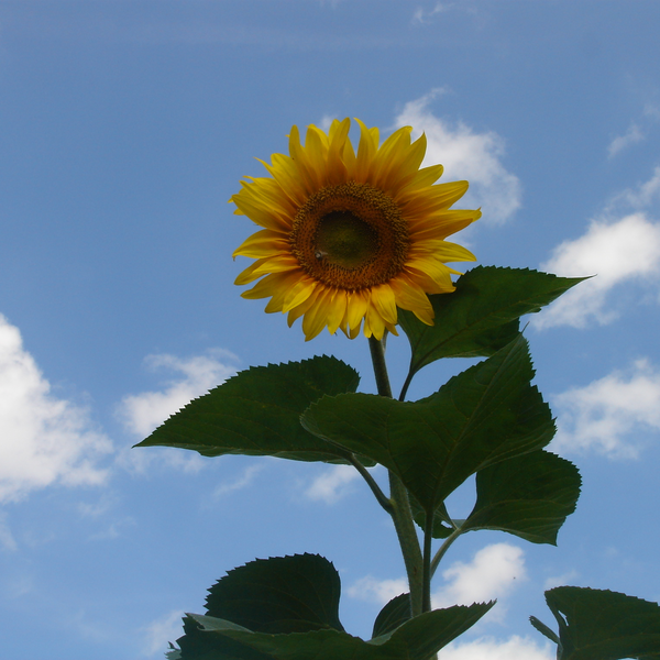 Sonnenblume