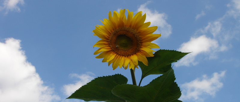 Sonnenblume