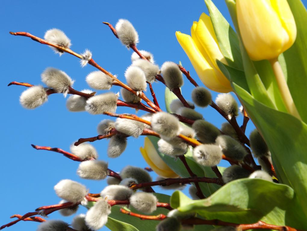 osterstrauss-22_by_martin_manigatterer_pfarrbriefservice