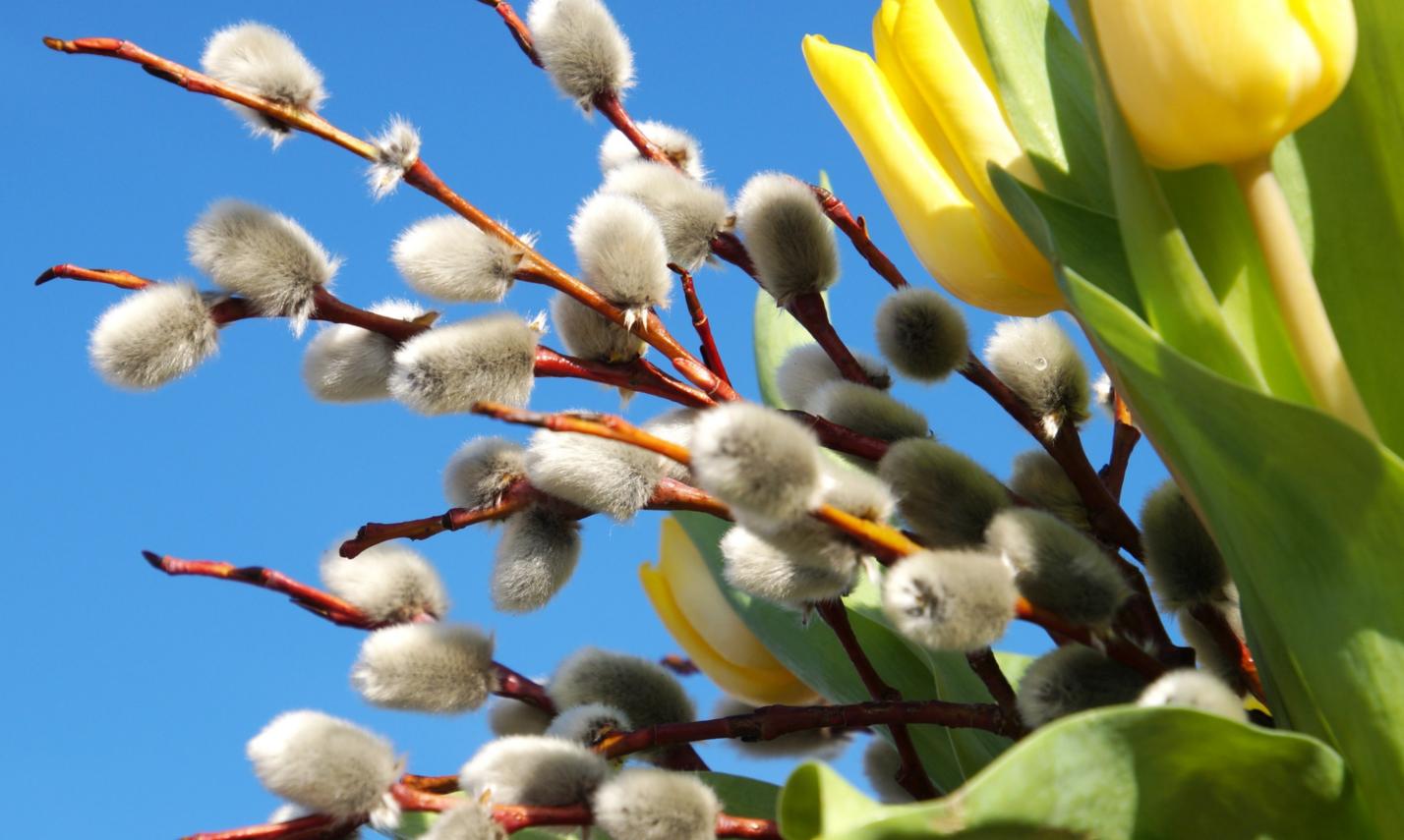 osterstrauss-22_by_martin_manigatterer_pfarrbriefservice